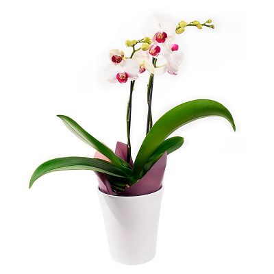 Орхидея в горшке "Двухстеблевая"